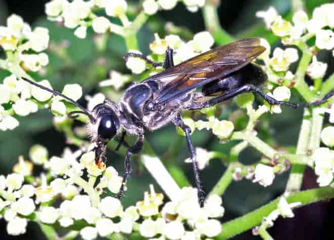 昆虫図鑑・クロアナバチ